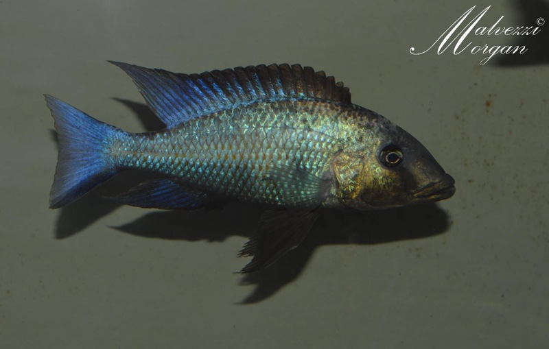 Fossorochromis rostratus